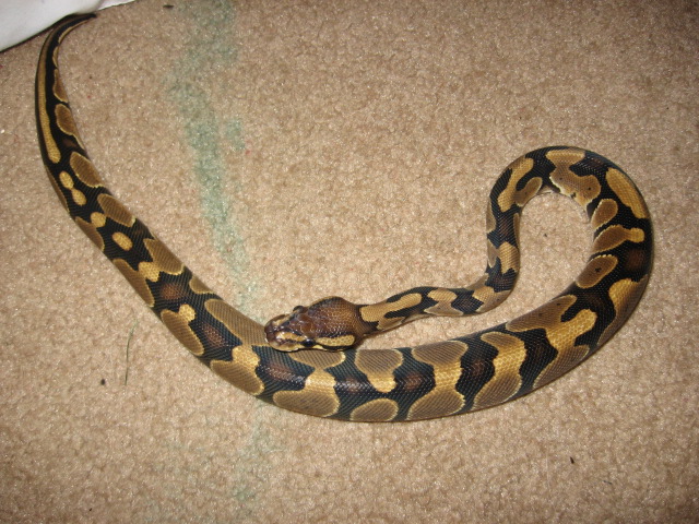 Banded/Clear Belly Ball