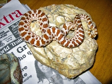 Male Western Hognose