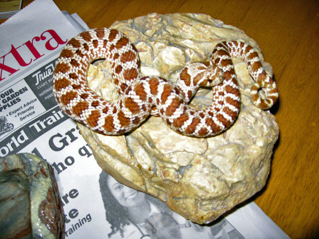 Male Western Hognose
