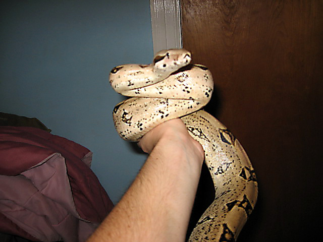 Pixie,Columbian