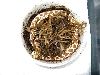 Female Western Hognose