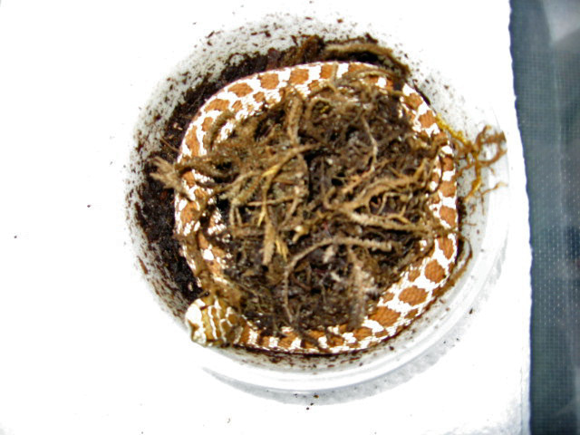 Female Western Hognose