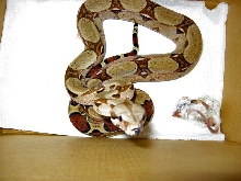 Miller,Venezualin RedTail