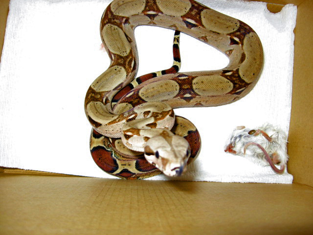Miller,Venezualin RedTail