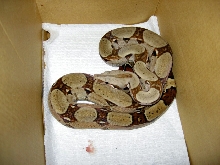 Miller,Venezualin RedTail