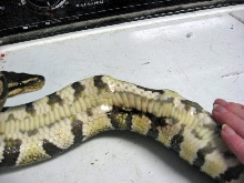 Injured Ball Python