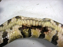 Injured Ball Python