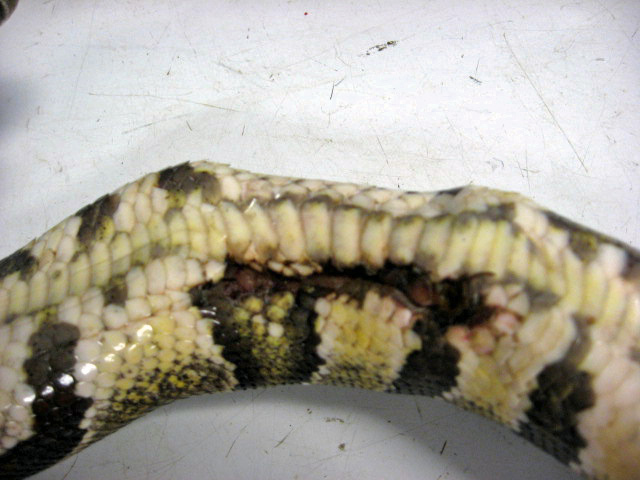 Injured Ball Python