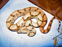 Hypo Male