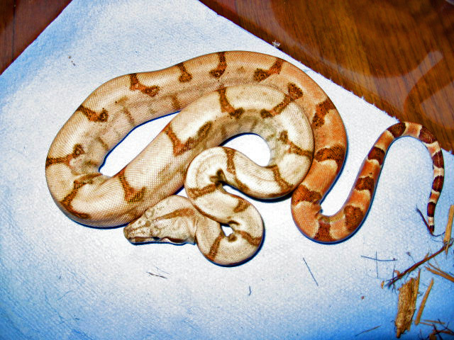 Hypo Male