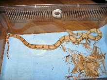 Hypo Male