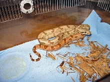 Hypo Male
