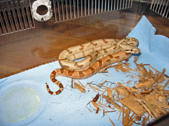 Hypo Male