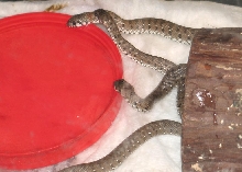 captive bred south african mole snakes