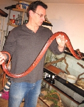 Red Chironius S.A. racer
