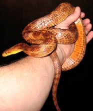 Everglades Corn snake
