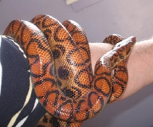 Peruvian rainbow Boa