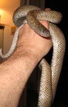 Olive Mole Snake
