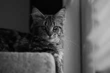 Galaxy BW pikture