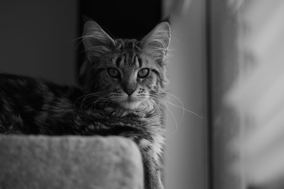 Galaxy BW pikture