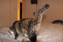 Da Tail of Da Stitch