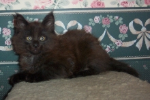 Soon to Join the Nyack Clan