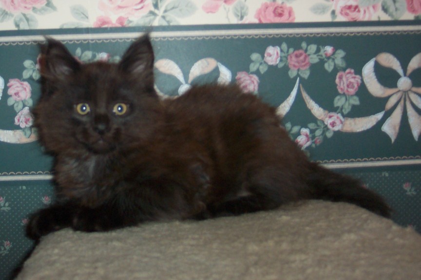 Soon to Join the Nyack Clan