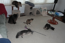 The whole gang