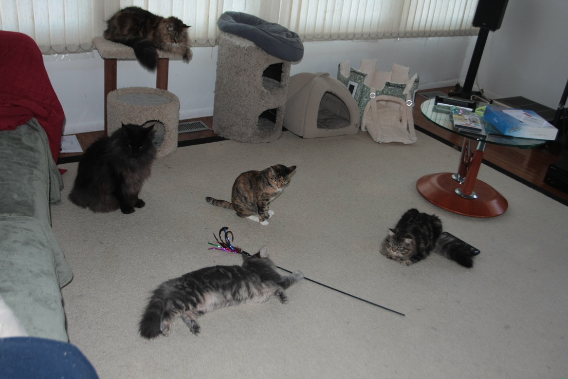 The whole gang