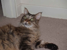 MOL