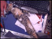Stitch Sprawled out