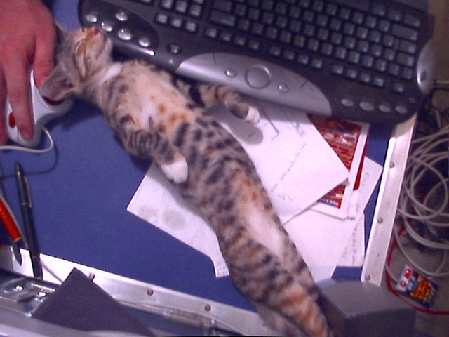 Stitch Sprawled out