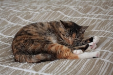 curled up