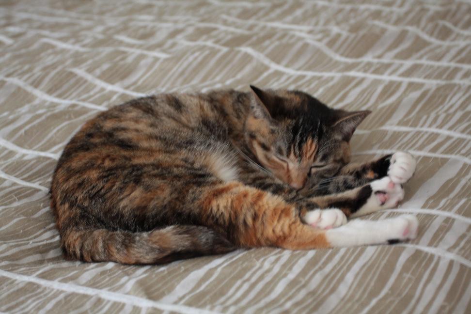 curled up