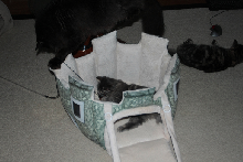 Cat bed I got while in Switzerland