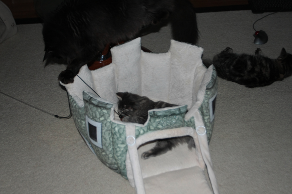 Cat bed I got while in Switzerland