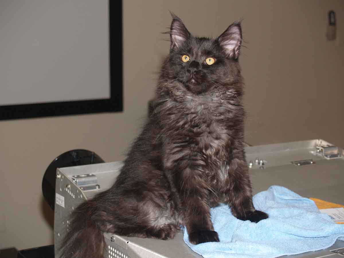 DIs be Cosmos