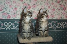 And the gurl to the right will come home too