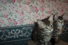 another one of Galaxy...on the right ^^