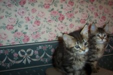 another one of Galaxy...on the right ^^