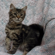 Mischief.....
