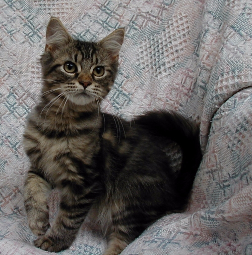Mischief.....