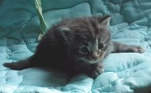 and the other boy