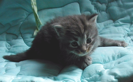 and the other boy
