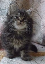 Future coonie Boy !