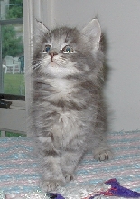 kittehs
