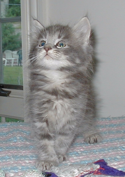 kittehs