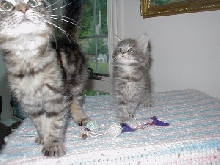 more kittehs