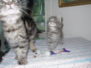 more kittehs