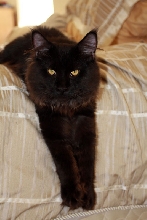 Cosmos stretching